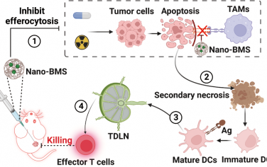 ACS Nano：胞葬纳米抑制剂可促进继发性坏死并增强常规癌症疗法的免疫原性以改善治疗收益
