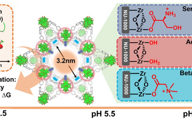 JACS：调控介孔主体用于优化蛋白质的封装效果