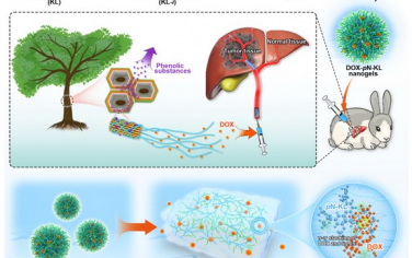 Biomaterials： 木结构启发的可注射木质素纳米凝胶作为血管栓塞持续药物释放支架用于肝癌介入治疗