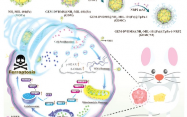 Advanced Science：NRP2单克隆抗体引导MOFs@COF靶向破坏线粒体和内质网稳态诱导自噬依赖性铁死亡声动力疗法