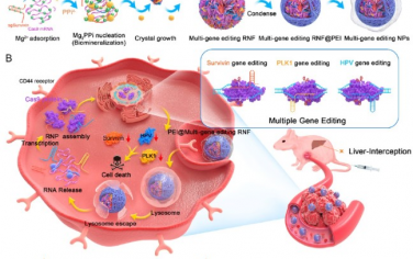 ACS Nano：仿生矿化RNA纳米颗粒可实现高效肿瘤特异性多重基因编辑