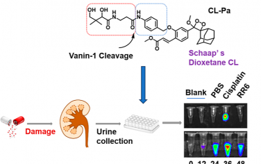 Anal. Chem：Vanin-1激活的化学发光探针用于急性肾损伤的高信噪比早期诊断