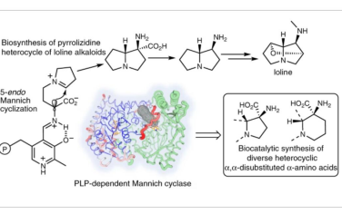Nature Catalysis：吡哆醛5′-磷酸依赖性Mannich环化酶