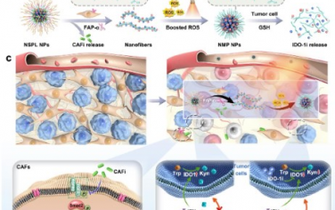 Advanced Materials： 自适应纳米调节剂减缓胰腺癌动态免疫逃避