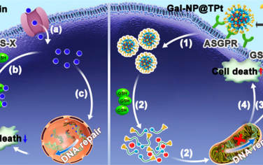 ACS Nano：能够克服肝细胞癌耐药的级联靶向型线粒体功能失调纳米药物