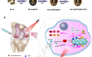 Biomaterials：靶向线粒体的近红外响应性Mn3O4@PDA@Pd-SS31纳米酶用于缓解骨关节炎