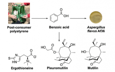 JACS：聚苯乙烯升级改造为真菌天然产物和生物防治剂