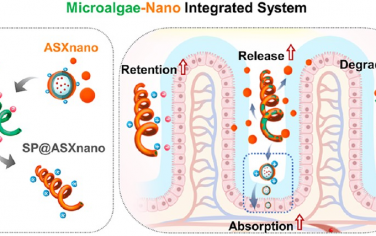 ACS Nano：口服微藻-纳米集成系统以用于抗辐射损伤