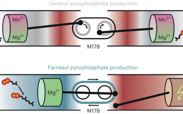 Nature Chemistry：金属依赖性酶对称性指导萜烯前体的生物合成通量