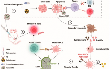 ACS Nano： 胞葬纳米抑制剂可促进继发性坏死和增强常规癌症治疗的免疫原性