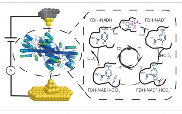 Nature Catalysis: 单分子电导捕获甲酸脱氢酶的催化循环