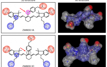 Nat. Biomed. Eng：通过完整的小鼠头骨对淀粉样蛋白-β聚集物和tau原纤维进行近红外荧光寿命成像