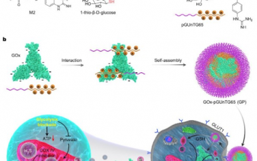 Advanced Materials：同步干预糖和线粒体代谢可实现抗癌生物能量学疗法