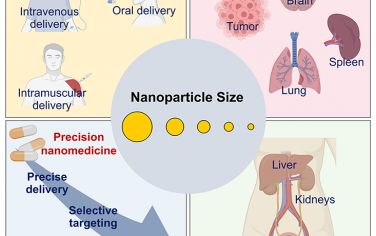 ACS Nano综述：纳米颗粒的尺寸依赖性体内转运及其对递送、靶向和清除的影响