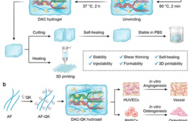 ACS Nano：淀粉样纤维和粘土纳米片双纳米工程DNA动态水凝胶可促进血管化骨再生