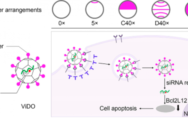ACS Nano：模拟病毒的框架DNA可作为非LNP基因载体以调节细胞内吞和凋亡