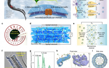 Advanced Materials：元-气凝胶离子马达用于纳米流体渗透能富集