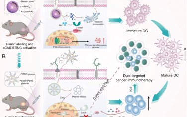 Angew：生物正交反应介导的肿瘤选择性递送CRISPR/Cas9系统以用于双靶向癌症免疫治疗