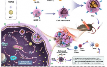 ACS Nano：多功能钙锰纳米调节剂通过肿瘤微环境重编程提供抗肿瘤治疗和改善免疫治疗能力