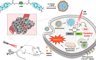 Biomaterials：可靶向调节肿瘤氧化还原平衡和抗血管生成的光治疗性纳米组装体