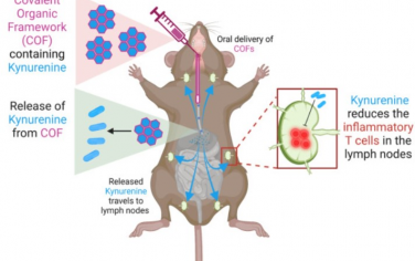 Biomaterials：口服2D COF可释放犬尿素以产生抗炎T细胞反应