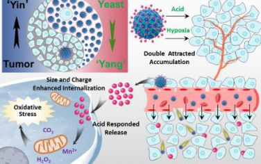 ACS Nano：具有硅酸盐盔甲的活性酵母菌