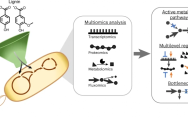 Nature Chemical Biology：Comamonas平台中多种芳香碳代谢的复杂调节