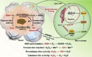 JACS：MnOOH用于催化谷胱甘肽自氧化产生活性氧和纳米催化肿瘤先天免疫治疗