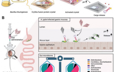 Advanced Science：口服治疗幽门螺杆菌感染的生物响应性基因编码抗菌晶体