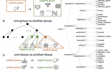 PNAS：利用深度学习对DNA进行全面的组织去卷积