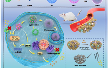 Nature Communications：双金属纳米平台可活化STING并实现CRISPR/Cas介导的甲硫氨酸转运体耗竭以恢复抗癌免疫反应