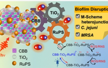 ACS Nano：基于铋基钙钛矿-二氧化钛-多吡啶钌多点异质结实现多模态生物膜失活