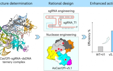 上海科技大学&西湖大学Nature Catal：小型Cas12f1的结构表征和工程化调控