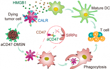 ACS Nano：纳米颗粒介导的CD47-SIRPα阻断和钙网蛋白暴露用于改善化学-免疫治疗