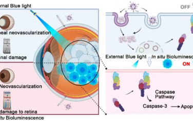 ACS Nano：伪装纳米颗粒用于原位生物发光驱动的视网膜母细胞瘤光遗传治疗