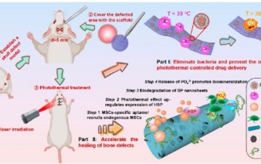 ACS Nano：仿生温和光热效应强化多功能纤维支架可促进骨生成