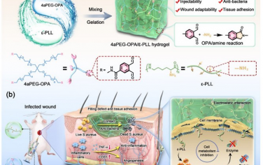 Biomaterials：可注射抗菌组织粘附水凝胶可实现对感染伤口的高效治疗