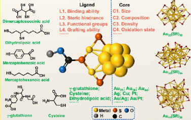 JACS视角：可作为生物医学诊疗探针的超小币金属纳米簇