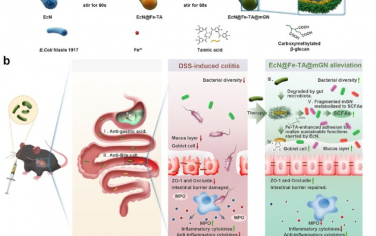 ACS Nano：改良益生元“盾牌”可武装益生菌以增强胃肠应激抵抗和延长肠道保留并最终协同缓解结肠炎