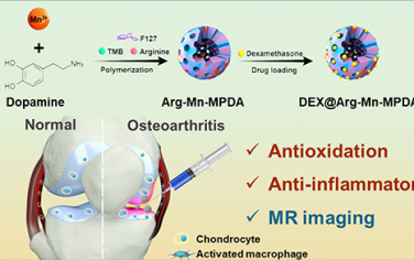 Biomaterials：具有增强抗氧化能力、MRI可视化的介孔聚多巴胺纳米颗粒用于治疗骨关节炎