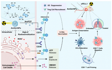 ACS Nano：CD73阻断与高Z敏化放疗结合可大幅提升肿瘤免疫疗法效果