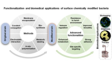 Chem. Soc. Rev.：表面修饰细菌的合成、功能化及其生物医学应用