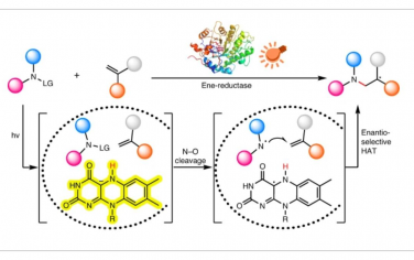 Nature Catalysis：光酶对映选择性分子间自由基氢胺化