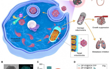 Science Advances：可自主运动MOF纳米机器可实现主动靶向线粒体的癌症治疗