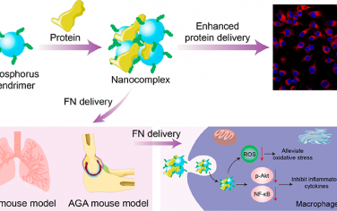 ACS Nano：生物活性磷树状聚合物可作为通用的蛋白递送系统以增强抗炎治疗