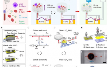 Science Advances：级联微流控电路可提纯细胞外囊泡以实现早期癌症诊断