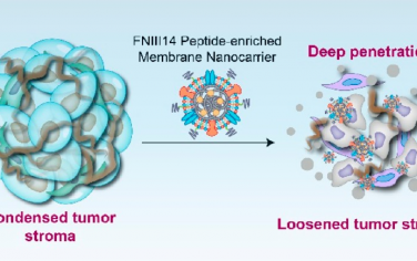 Nano Lett：FNIII14多肽富集的膜纳米载体可通过逆转CAFs破坏基质屏障以增强药物渗透
