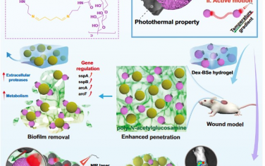 Nature Communications：Janus纳米颗粒靶向细胞外聚合物物质实现耐药生物膜的灵活清除