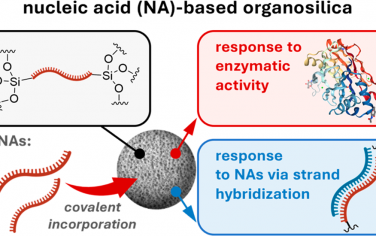 JACS：响应性核酸基有机二氧化硅纳米粒子