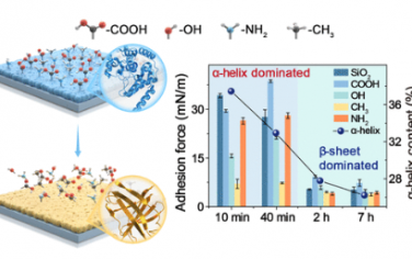 JACS：α-螺旋介导的蛋白质粘附